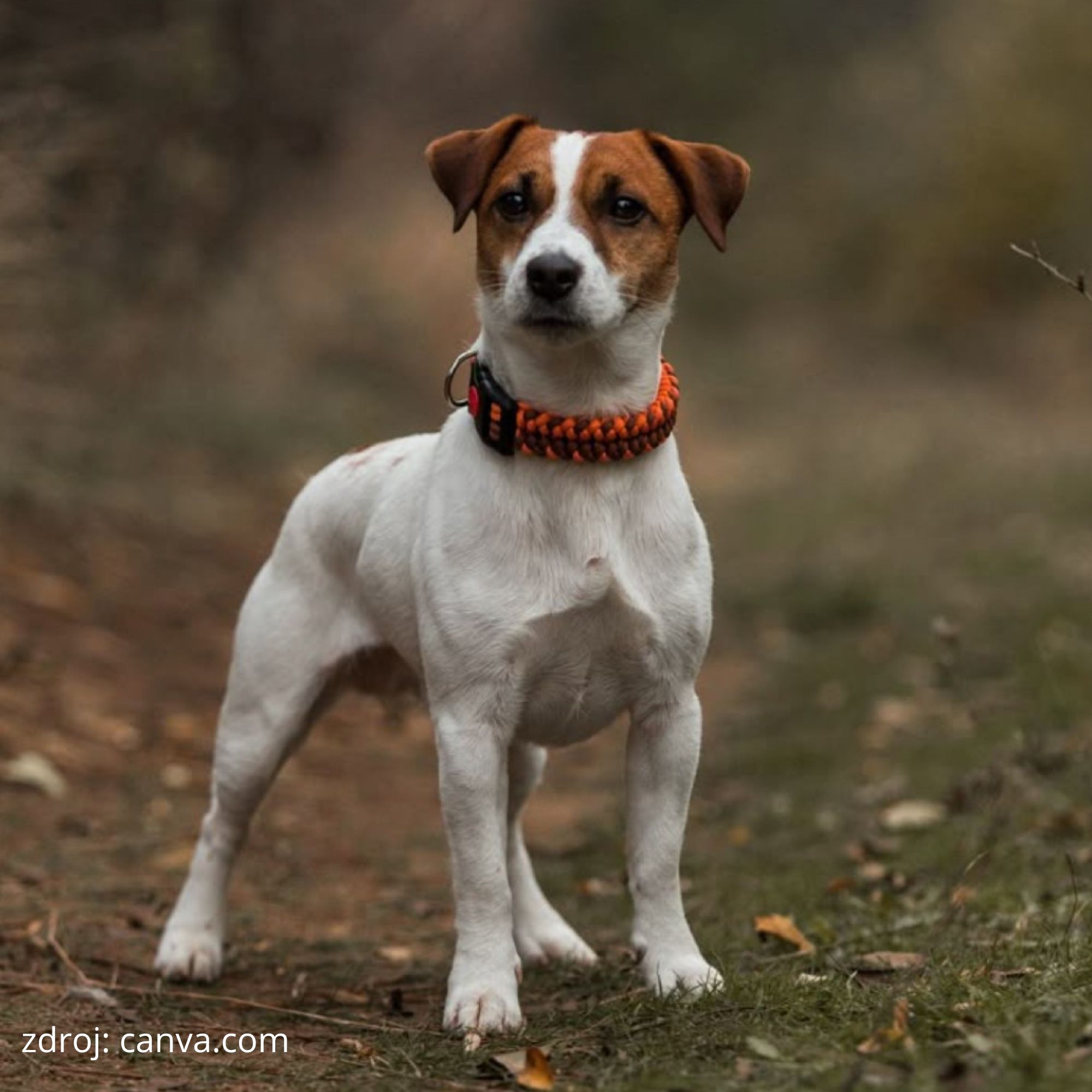 jack russell plemeno